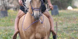 Gansbaai Perde Boersport BBos 6